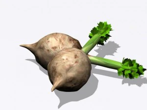 celery 3D Model