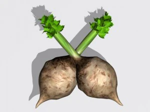 celery 3D Model
