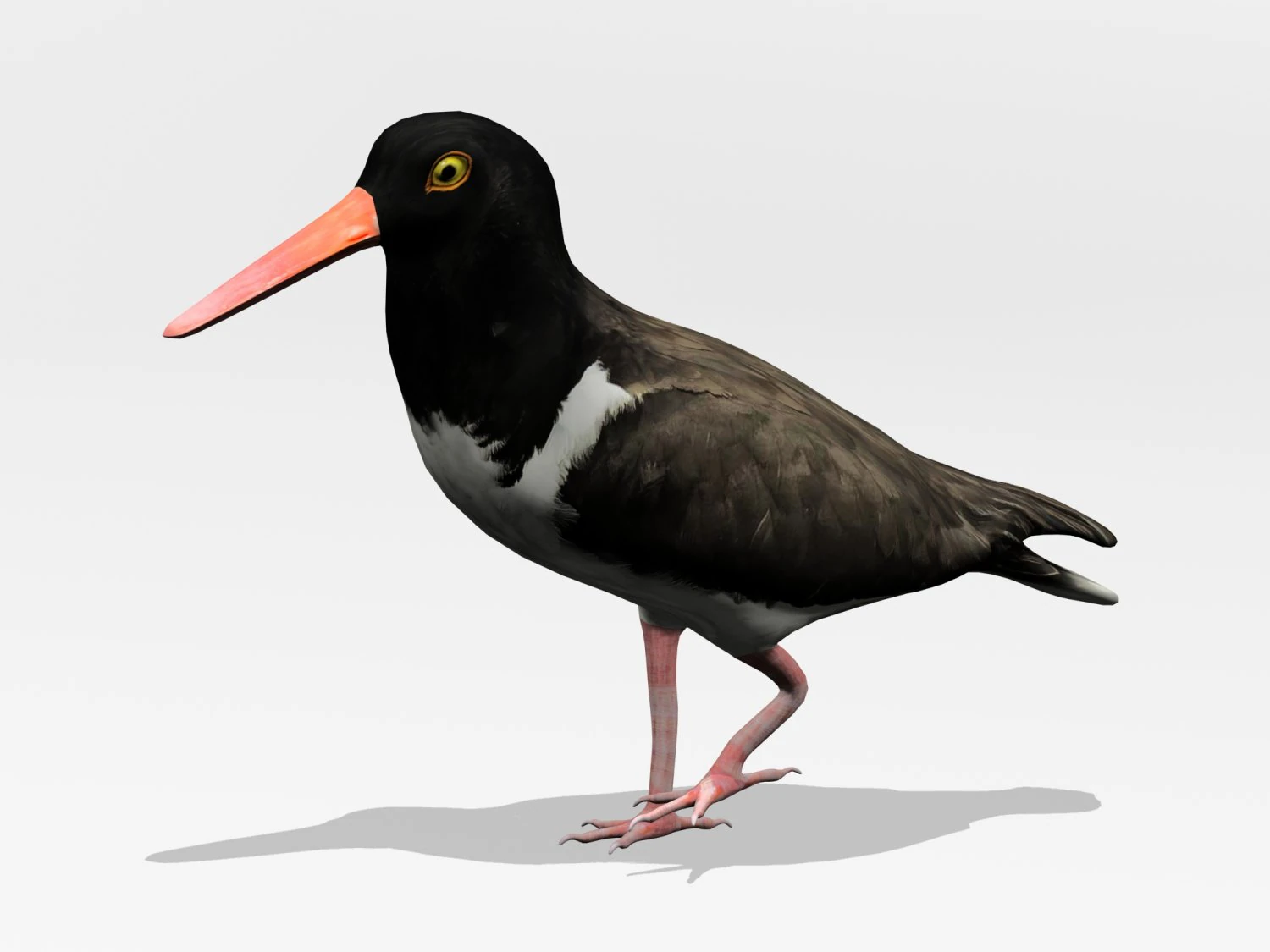 american oystercatcher 3D Model .c4d .max .obj .3ds .fbx .stl .blend 