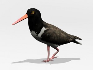 american oystercatcher Model 3D