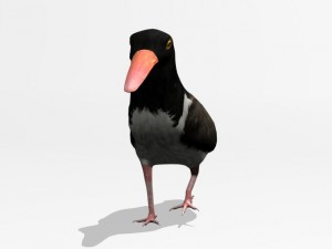 american oystercatcher 3D Model