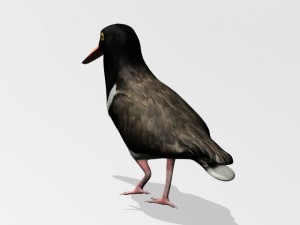 american oystercatcher 3D Model