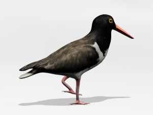 american oystercatcher 3D Model