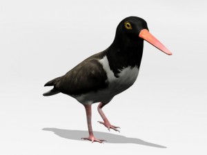 american oystercatcher 3D Model