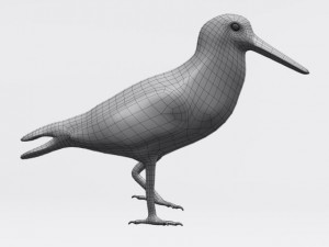 american oystercatcher 3D Model