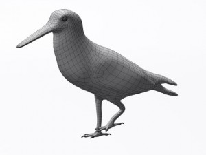 american oystercatcher 3D Model