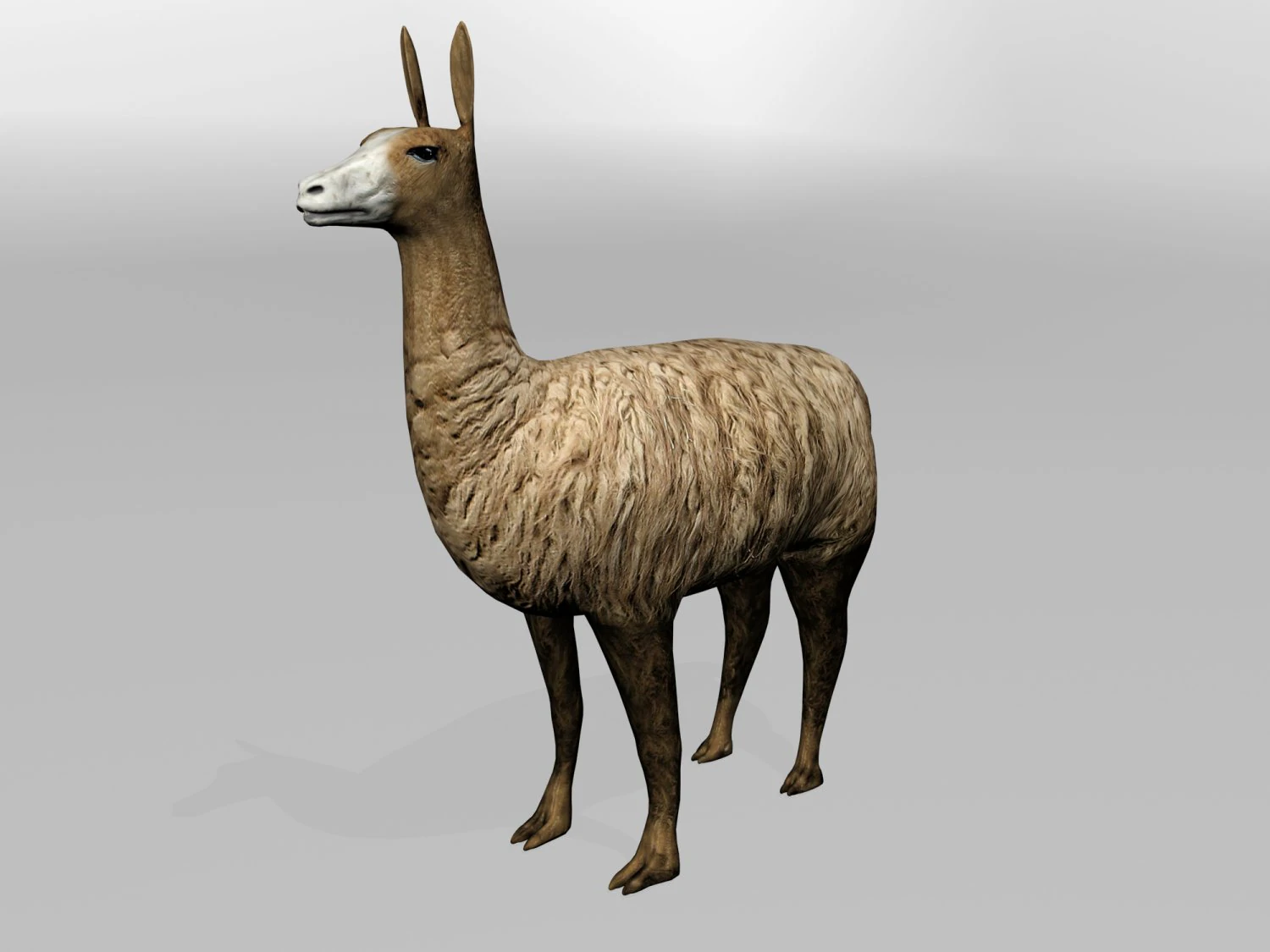 llama 3D Model .c4d .max .obj .3ds .fbx .stl .blend 