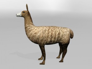 llama Modello 3D