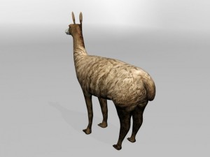 llama Modello 3D