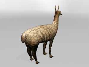llama Modello 3D