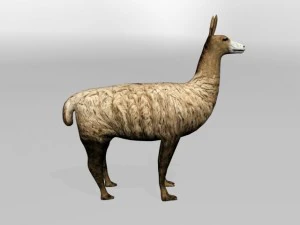 llama 3D Model