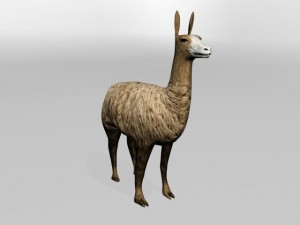 llama Modello 3D