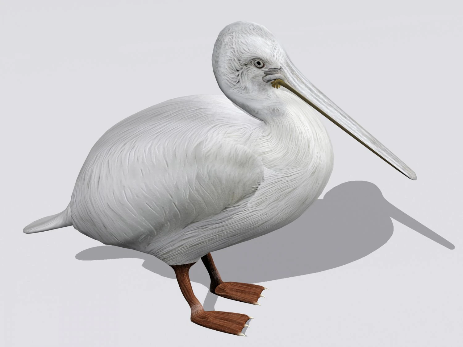 pelican 3D Model .c4d .max .obj .3ds .fbx .stl .blend