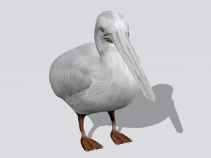 pelican 3D Model