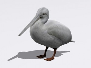pelican Modello 3D