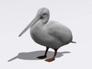 pelican 3D Model