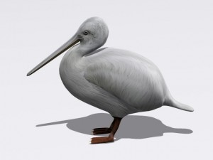 pelican Modello 3D