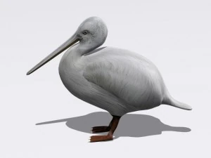 pelican 3D Model