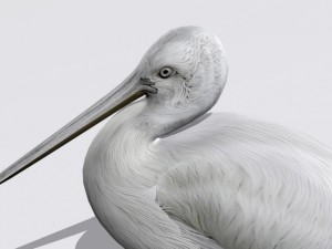 pelican Modello 3D