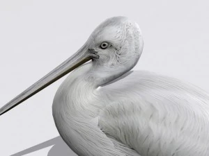 pelican 3D Model