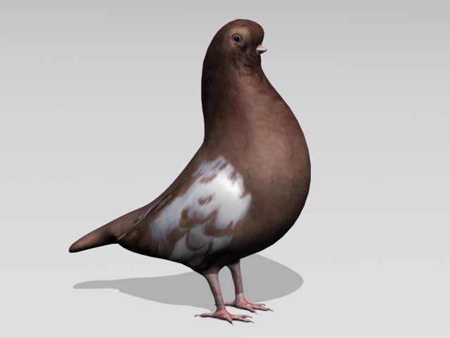 brown pigeon Model 3D .c4d .max .obj .3ds .fbx .stl .blend 