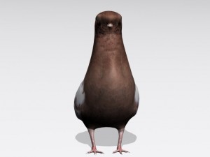 brown pigeon Model 3D