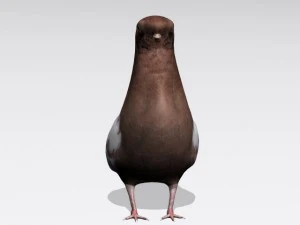 piccione marrone Modello 3D