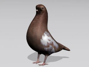 piccione marrone Modello 3D