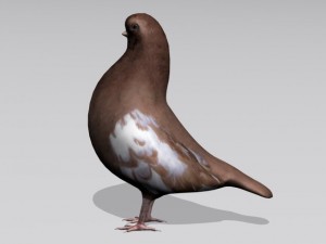 brown pigeon Model 3D