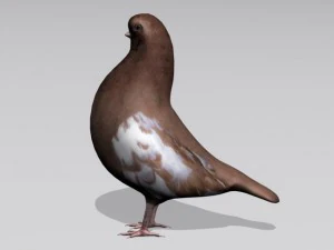 piccione marrone Modello 3D