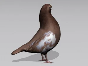 piccione marrone Modello 3D