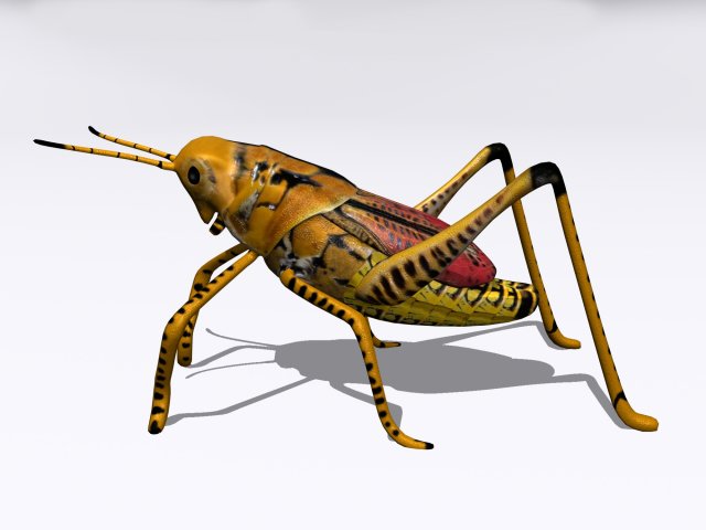 grasshopper Model 3D .c4d .max .obj .3ds .fbx .stl .blend 