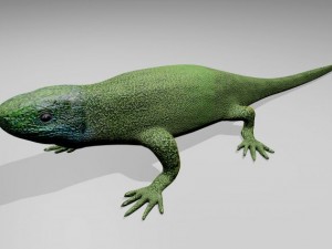 green lizard 3D Model