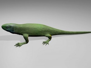 green lizard 3D मॉडल
