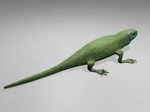 lagarto verde Modelo 3D