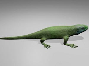 green lizard 3D मॉडल
