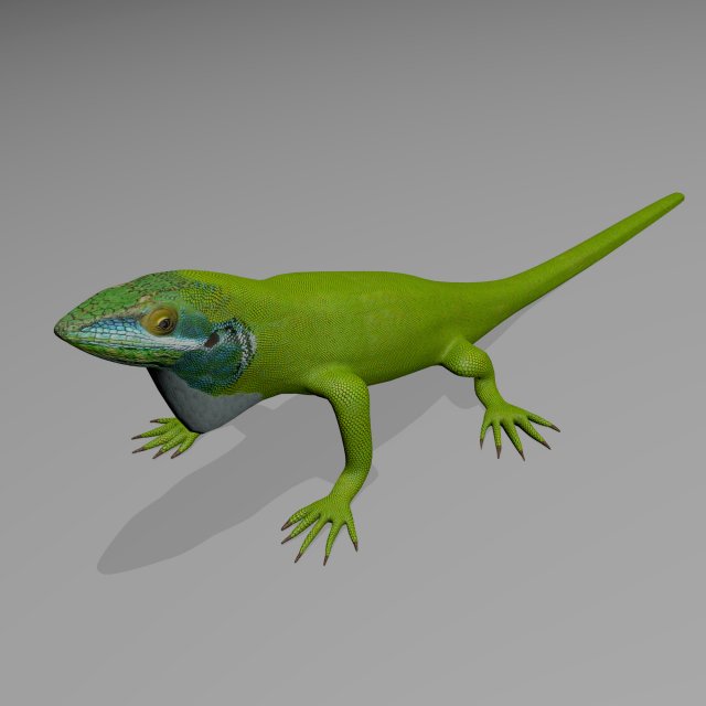 Anole lizard 3D Model .c4d .max .obj .3ds .fbx .stl .blend 