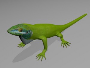 anole lizard 3D Model