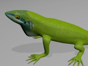 Anole lizard 3D Model