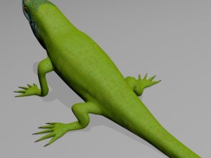 Anole lizard 3D Model