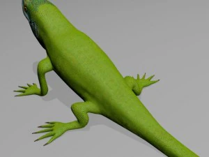 Anole lizard 3D Model