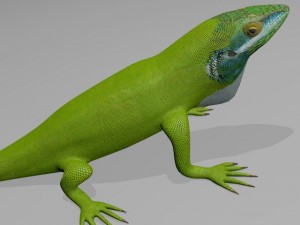 Anole lizard 3D Model