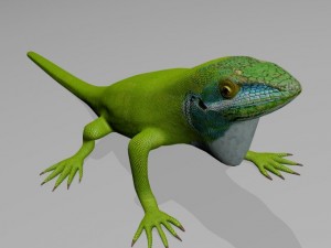 Anole lizard 3D Model