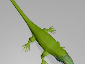 Anole lizard 3D Model