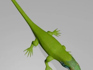 Anole lizard 3D Model