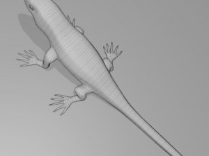 Anole lizard 3D Model