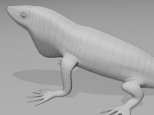 Anole lizard 3D Model