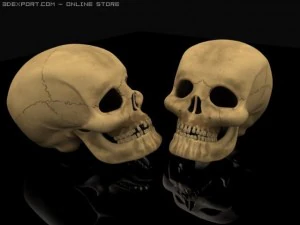 cr&aacute;neo Modelo 3D