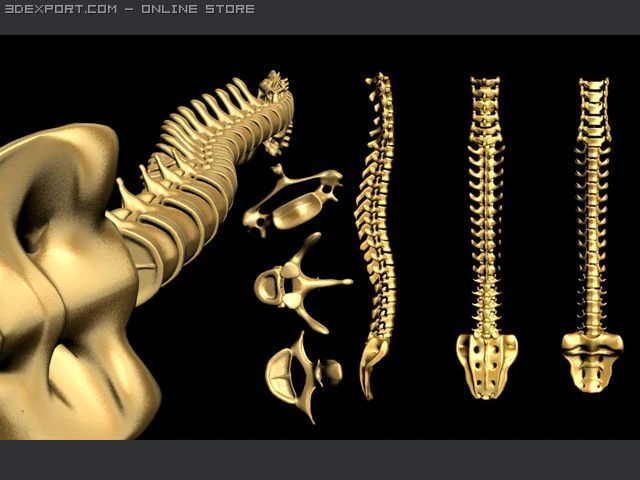 spine0 3D Model .c4d .max .obj .3ds .fbx .stl .blend 