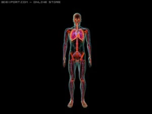 menschliches System 3D Modell